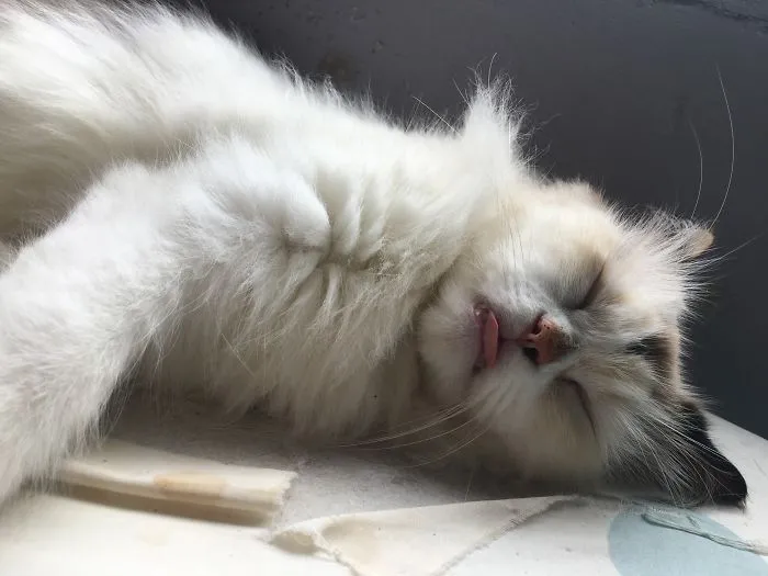 My Cat Sleeping With Her Tongue Out Almost Everyday