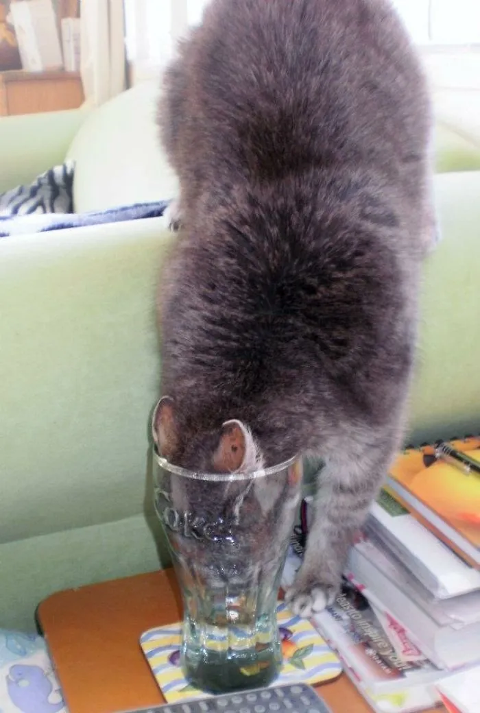 Always Wonder Why The Glass Is Always Empty?  Now You Know!