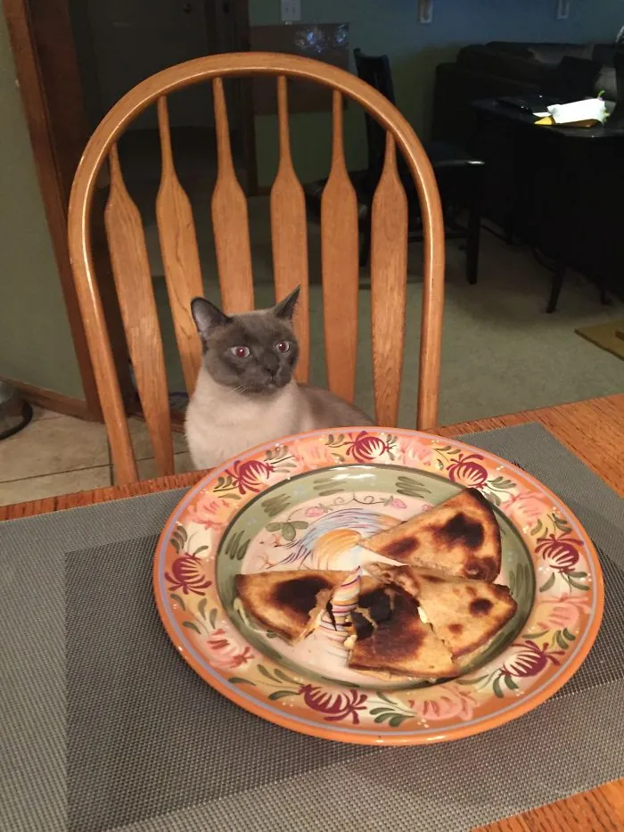 My Cat Wanted My Quesadillas