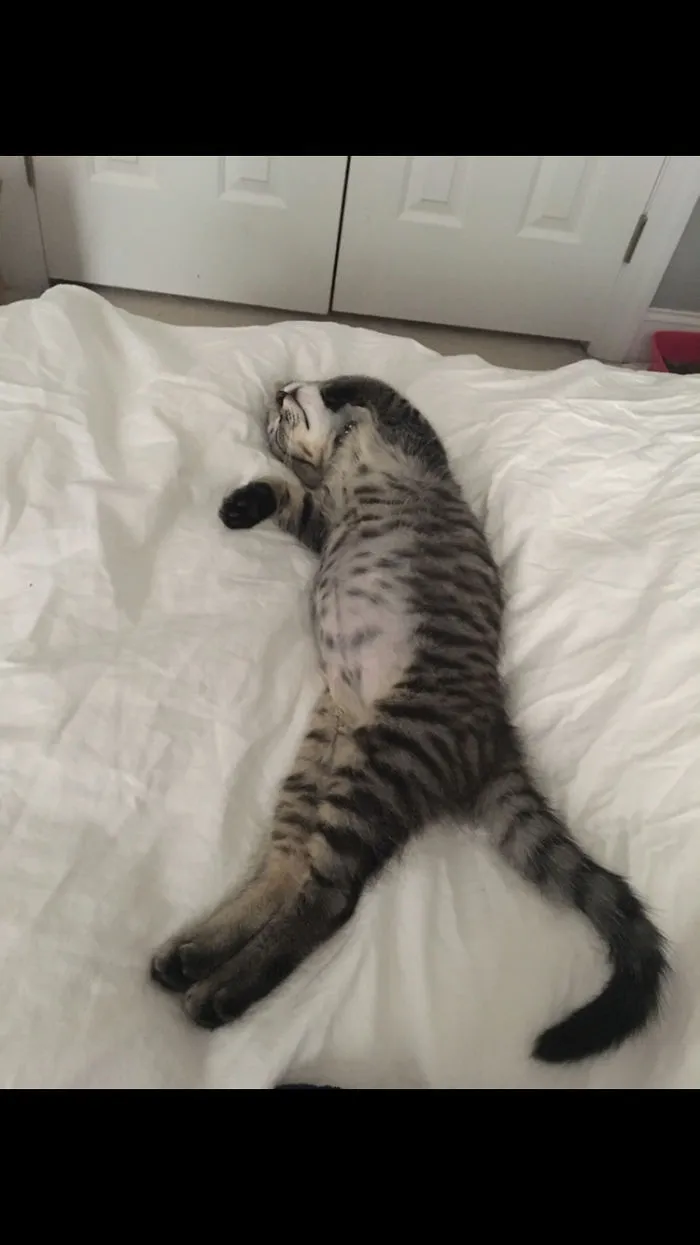 My Cat Contemplates A Lot