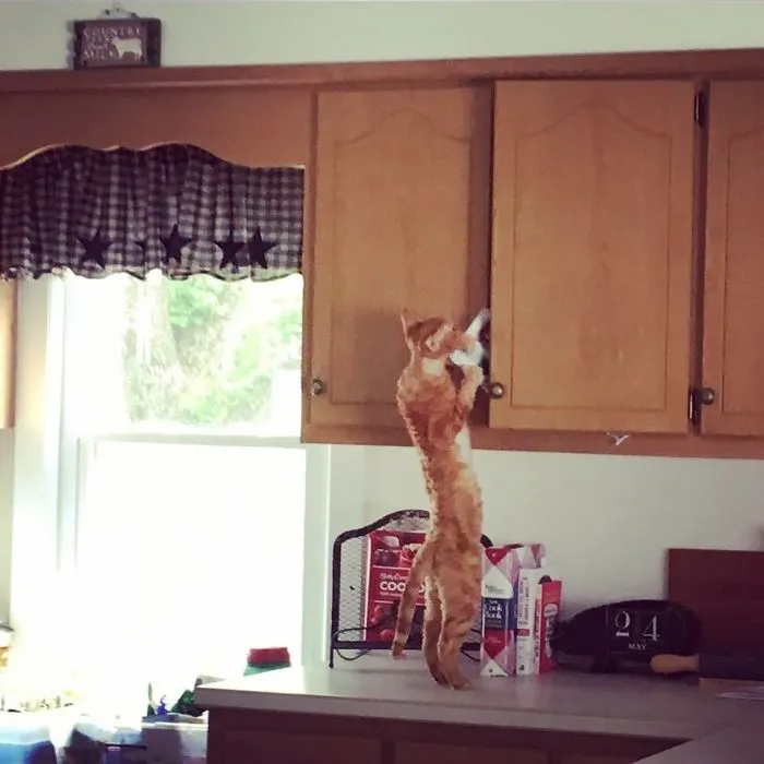 Here Is My Cat Norton Grabbing A Cook Book From The Cabinet.  If I Hadn't Stopped Him From What He Was Doing, He Might Have Made Dinner.