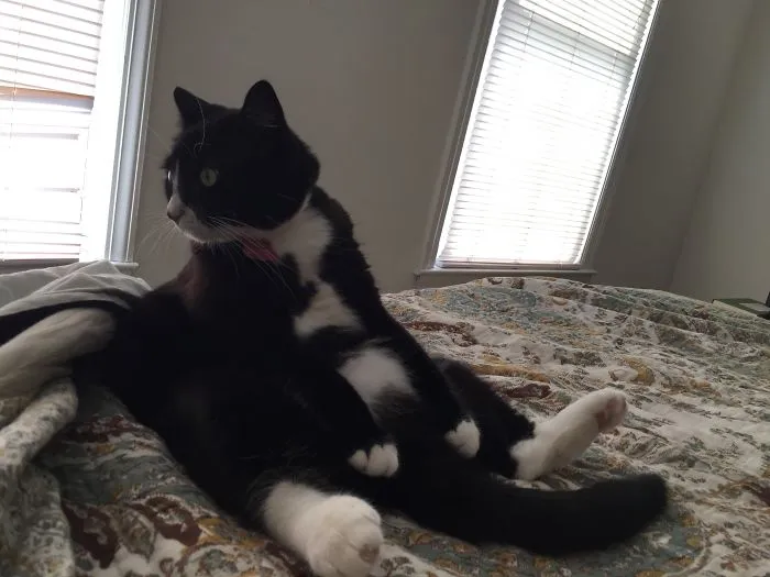 My Cat Thinks She's A Bear