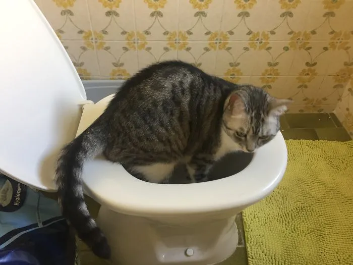 Someone Seems To Prefer The Toilet For Humans...