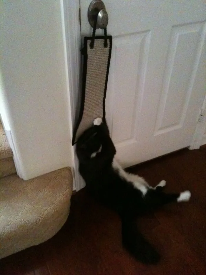 Charlie Sort Of Gave Up Scratching At Some Point