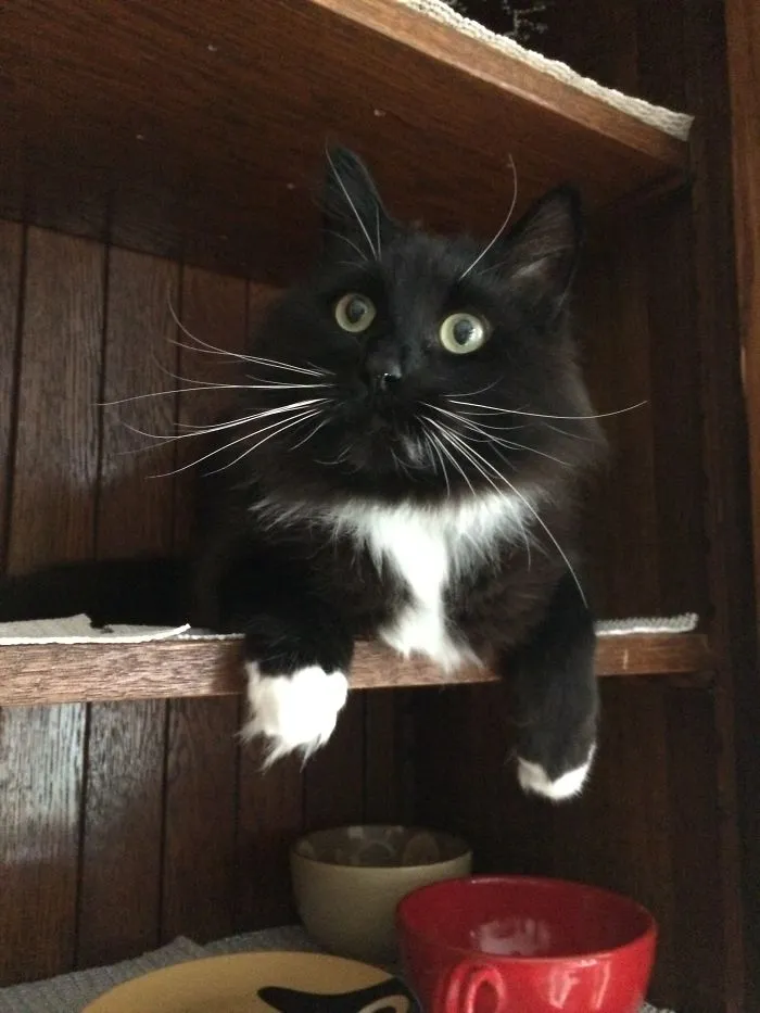 What Do You Mean, You Want To Put The Dishes Here?  This Is My Spot!