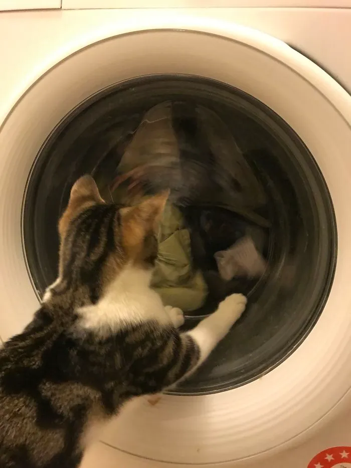 Fascinated With The Spin Cycle 😂