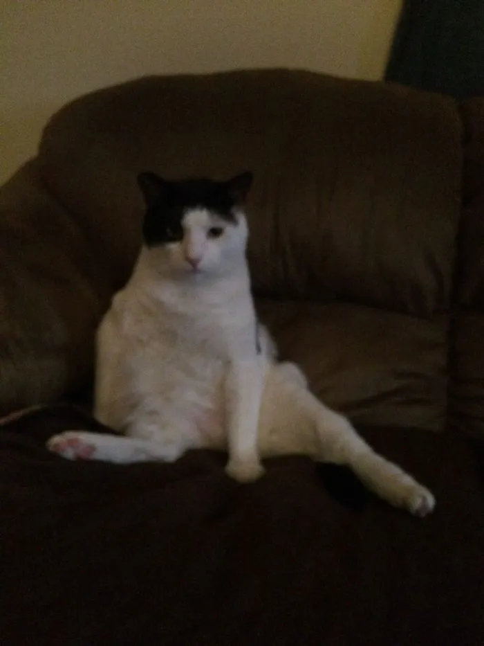 This Is Poof. He Thinks He's Human.