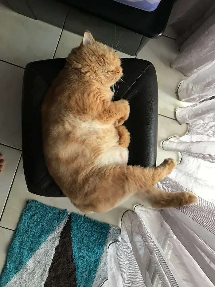 Either The Sun Or The Chair Fits Him The Most..