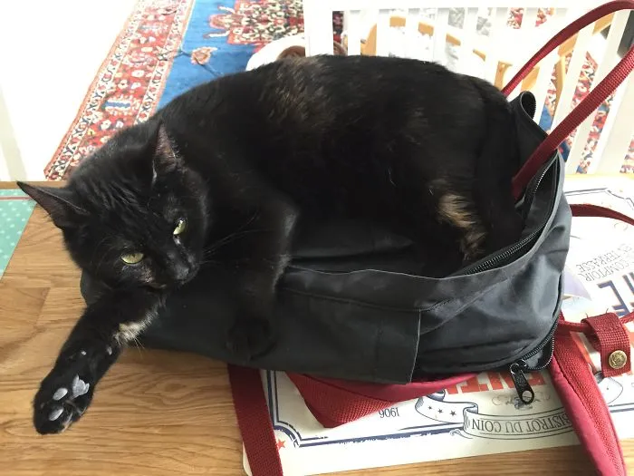 I Was Super Late For School This Day And When I Had To Go Like Asap I Found My Cat Lilo Doing This To My Backpack.... Thanx Dude :))))