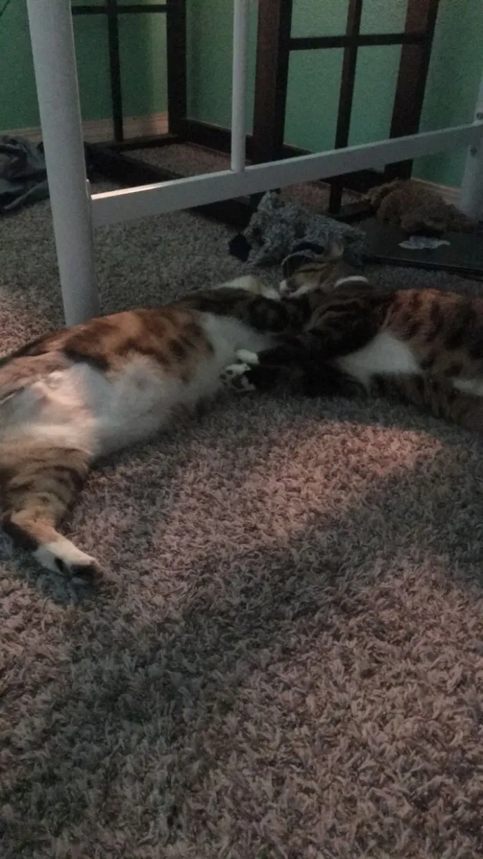They Do This Almost Daily