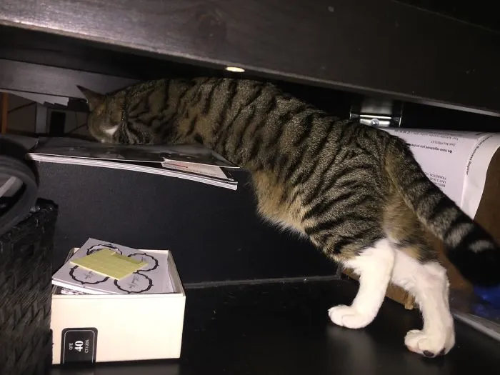 Sleeping Under The Table In Front Of The Heater