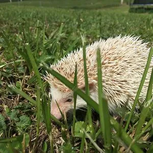 Happy Hammie Haven