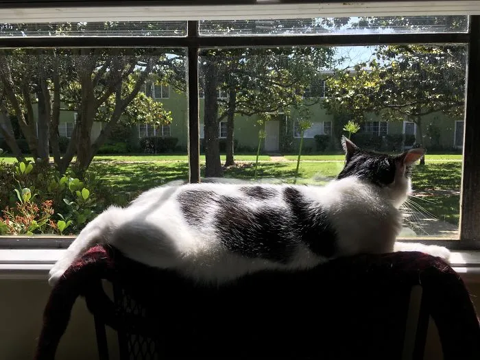 This Is Trey In His Happy Spot, And This Is Why I Keep This Shrunken Sweater Here.