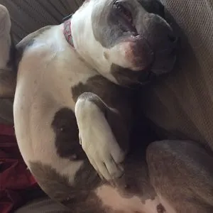 Lazy Panda