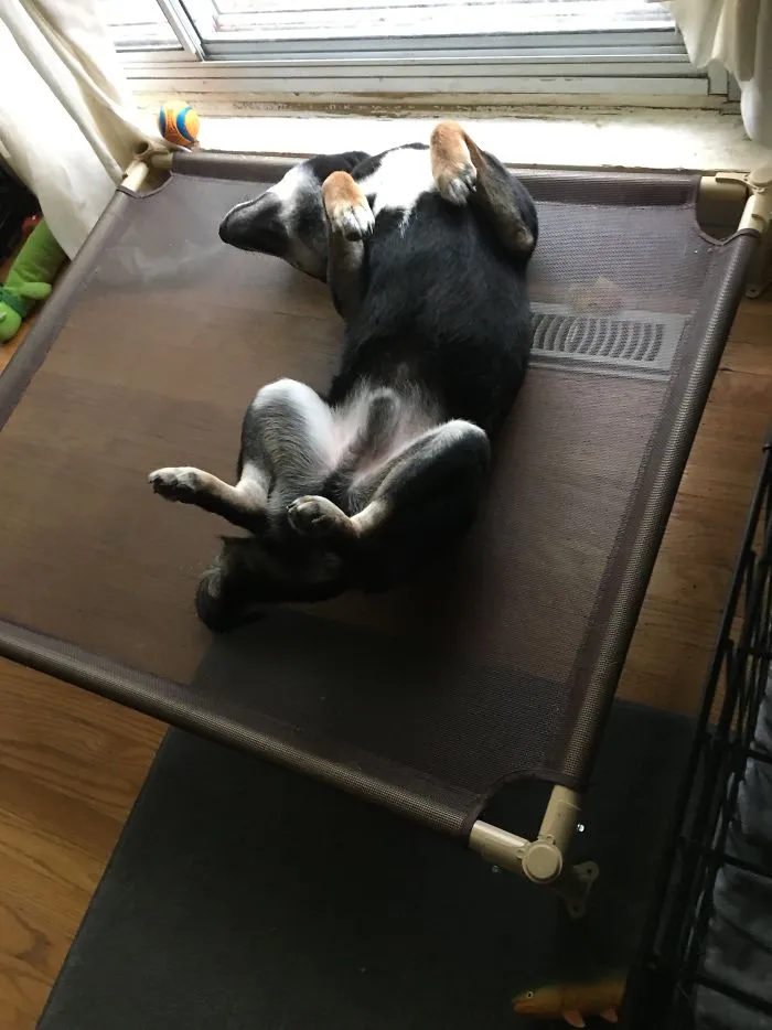 This Is How He Suns Himself By The Window