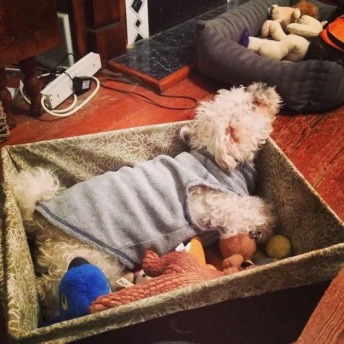 He Fell Asleep In His Toy Basket While Searching For A Toy