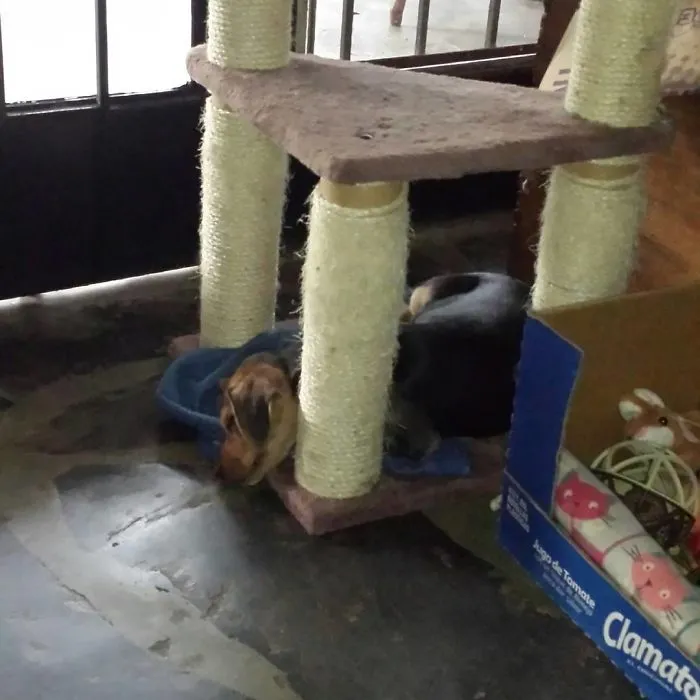 If It's Comfortable, I Sleeps.
