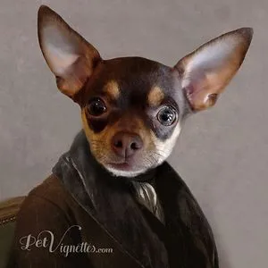 Pet Vignettes