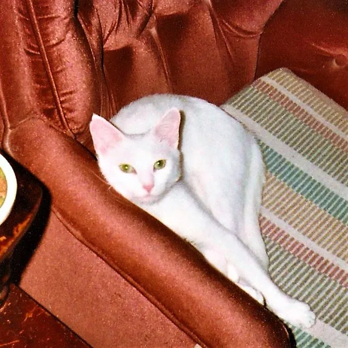 Kitty Deva