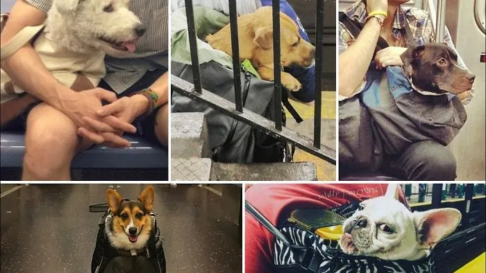 New York Commuters Are Carrying Dogs Of All Shapes And Sizes In Handbags After Clampdown Means Pets Must Be ‘Carried’