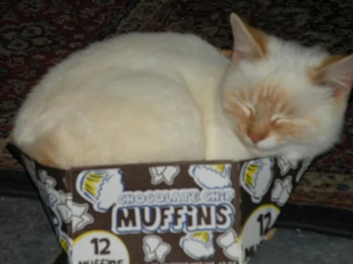 Lenny The Muffin