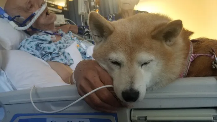 Powerful Human-Animal Bond Until Death