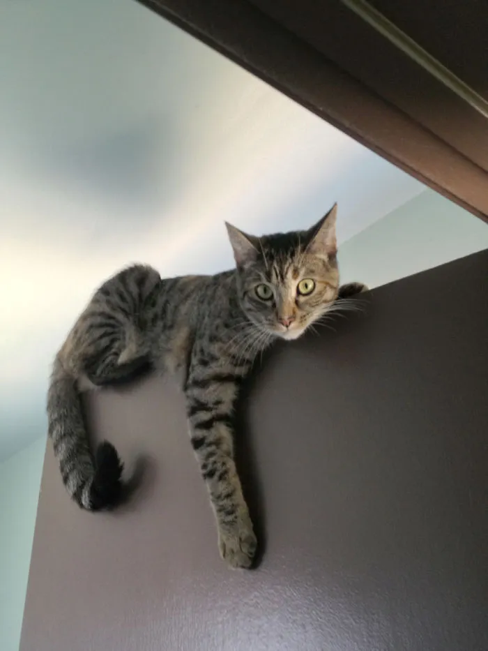 She Loves Sitting On Top Of My Bathroom Door. Which Now Doesn't Close Properly Because Her Chunky Butt Skewed The Hinges.
