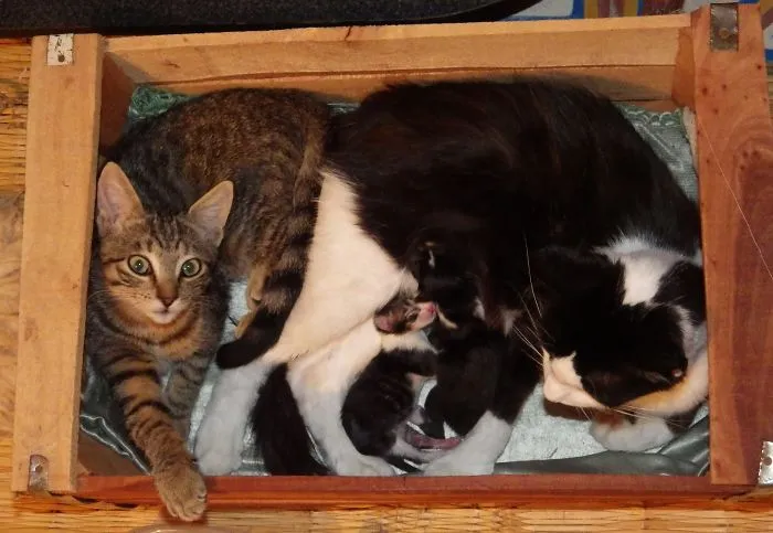 "michane", Its Mother "kity" And Its 2 New Sisters