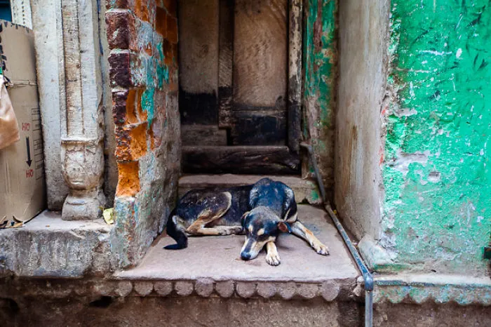 I Photographed Sleeping Dogs In India