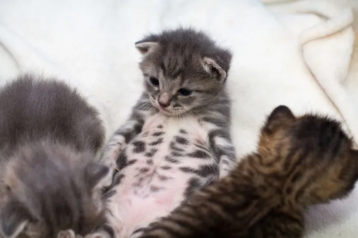 Baby Mochi Shows Off His 16-pack