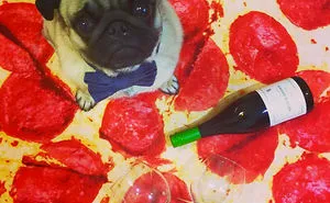 Meet 7 Dogs Who Love Pizza Towels