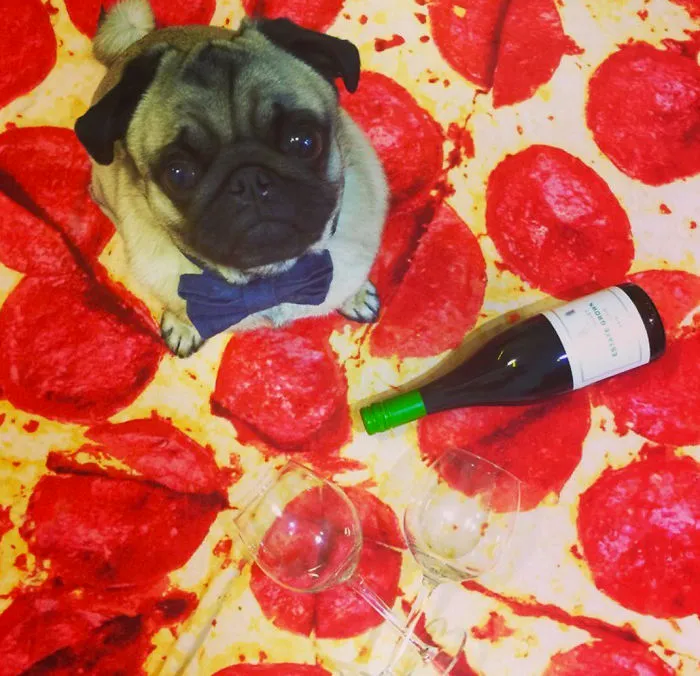 Meet 7 Dogs Who Love Pizza Towels