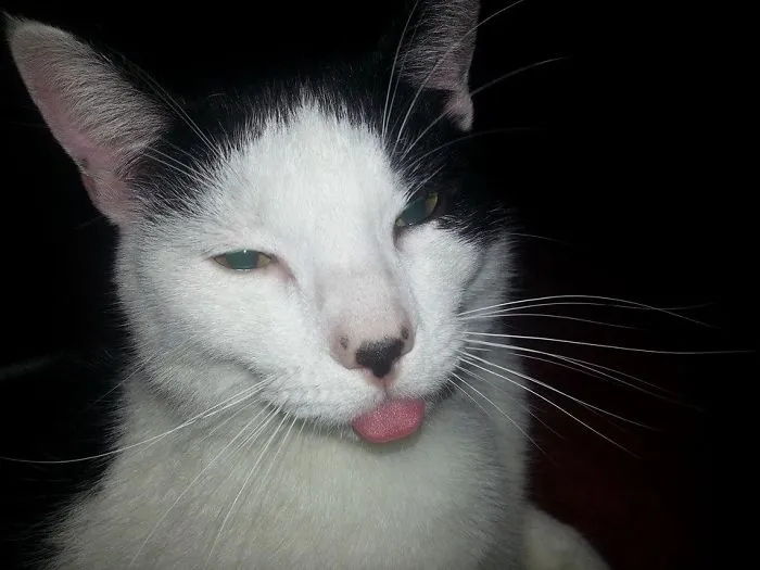 Derpy Monster