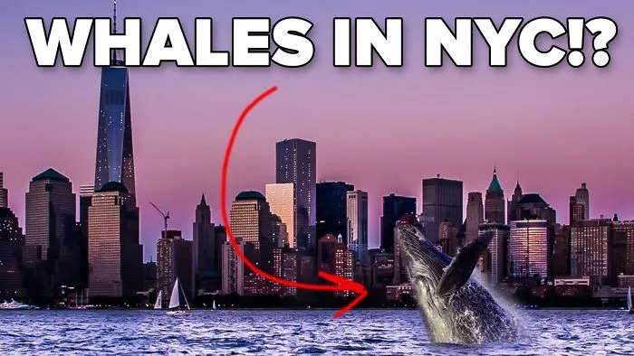 Whales Are Coming Back To Nyc