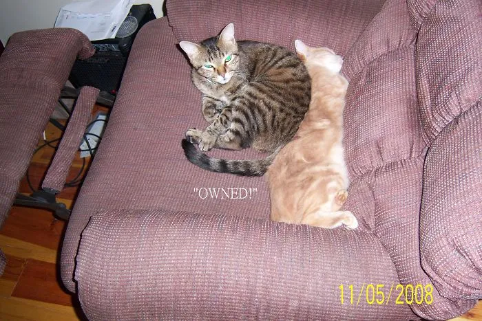 Simba Didn't Like Buttercup The New Cat In Town For A Little Bit Until He Got Used To Him. Only One Word Could Ever Describe This... Owned!!! "he's Mine, You Can't Have Him Anymore!" (buttercup Was So Laid Back. He Didn't Care As Long As He Could Nap.)