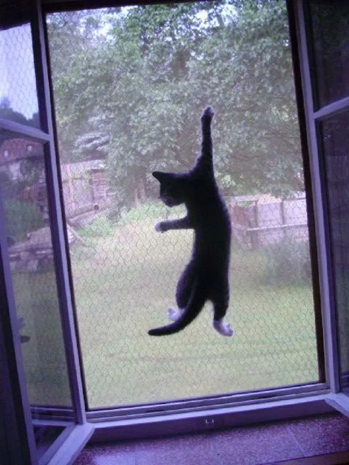 Destroyer Of Window Mosquito Nets
