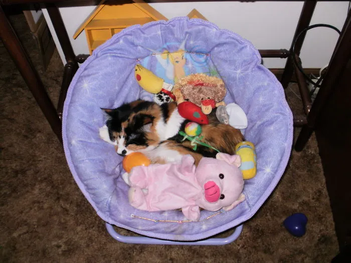 Her Favorite Chair And Mom Is Messing With Her.