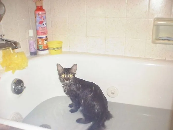 Anytime Someone Took A Bath She'd Jump In As We Drained The Water And Roll Around.