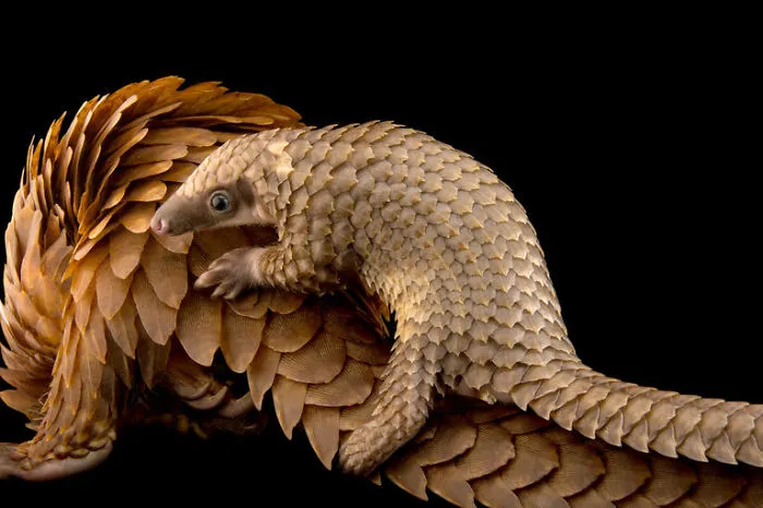 Rescued Pangolins Released Into Wild