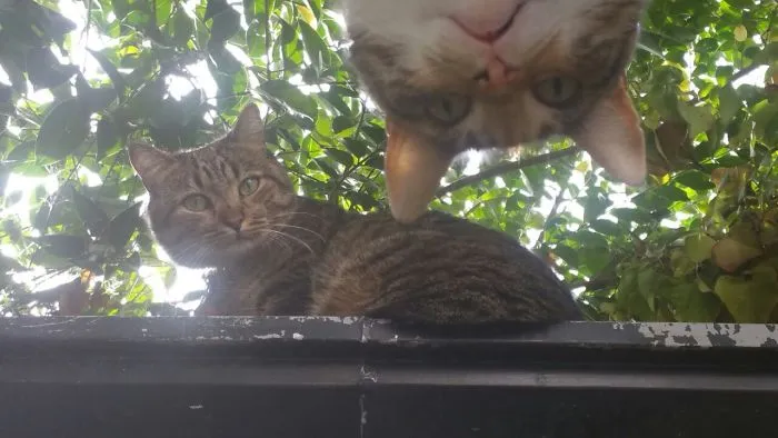 Maui Photobombs Manolo! Always A Diva...