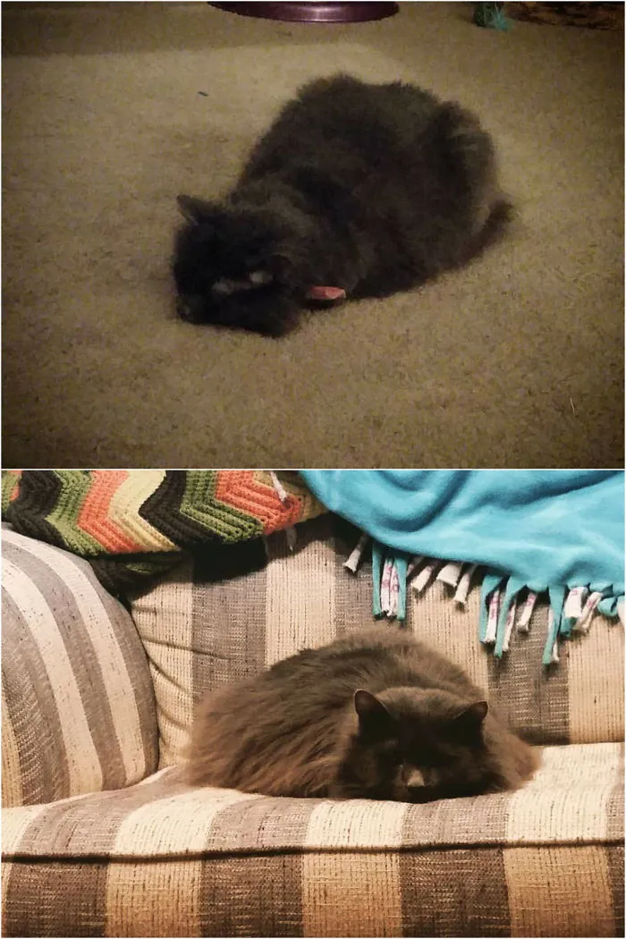 Seal Cat