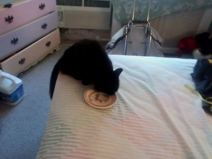 Cher Liked To Eat Everyplace Even The Bed.
