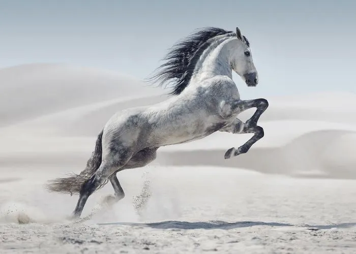 Where The Wild Horses Run