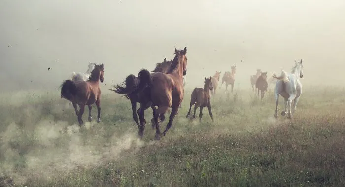 Where The Wild Horses Run