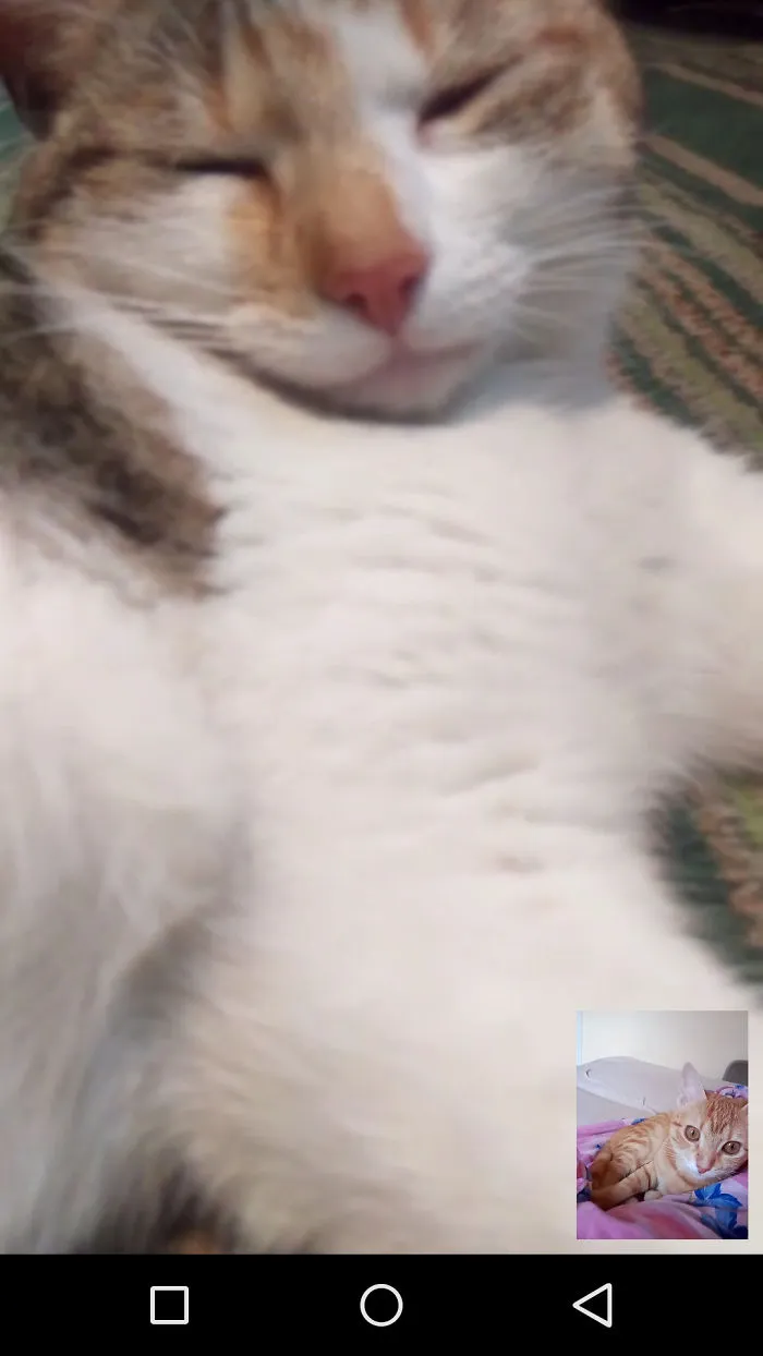 My Cat Videocalling Her Mom :)