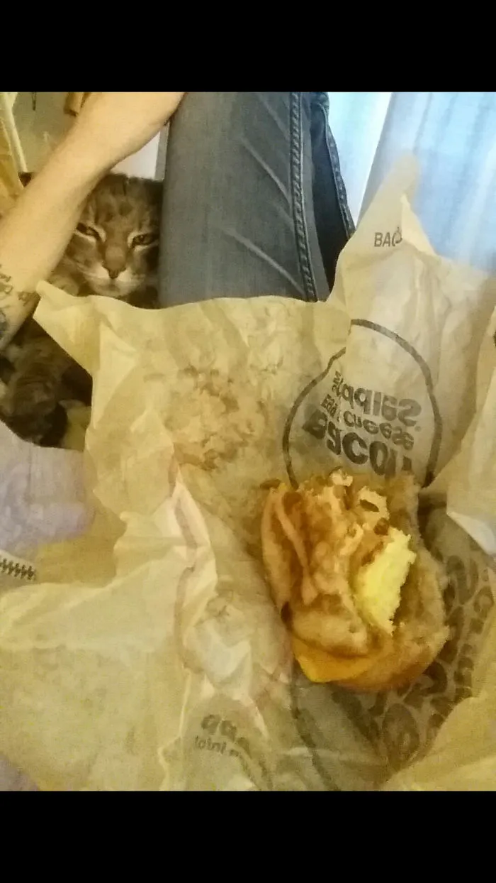 My Cat Thinks Everything I Eat Is Also For Her, And She Stalks Me For It.