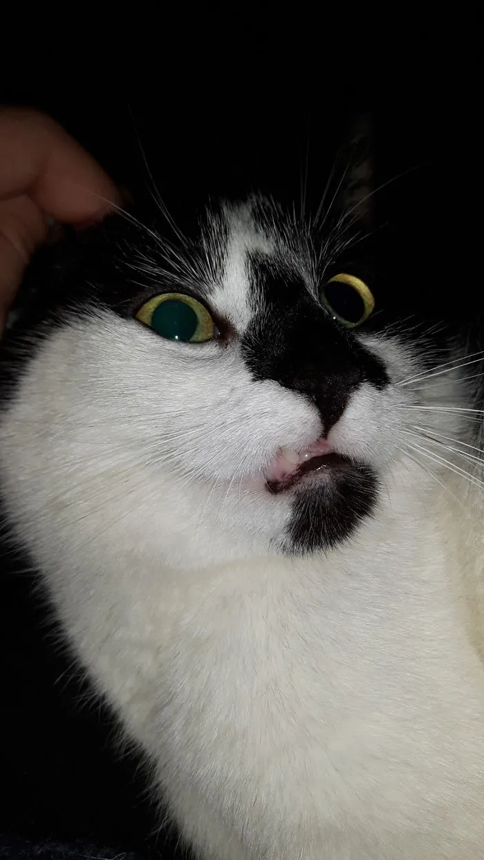 My Cats Upper Lip Is Always Getting Caught On Her Teeth.