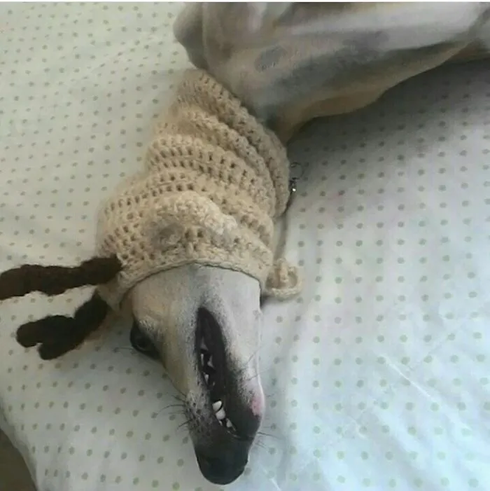 Ok, That's Not A Dog, But A Very Weird Reindeer.