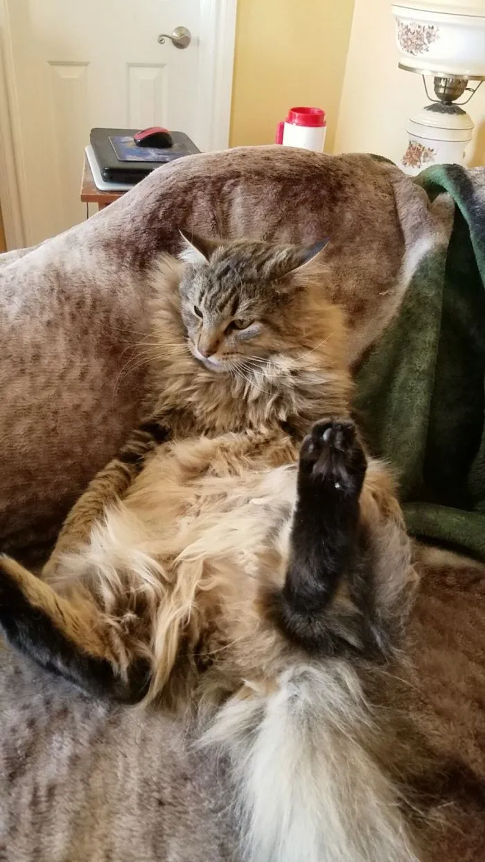 He Always Lays Like This...boss Kitty