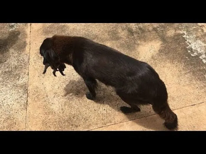 Watch It Looked Like This Dog Was Digging For Scraps, But Then She Pulled This Out